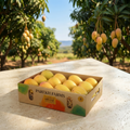 Kesar Mangoes - Box of 12 Mangoes